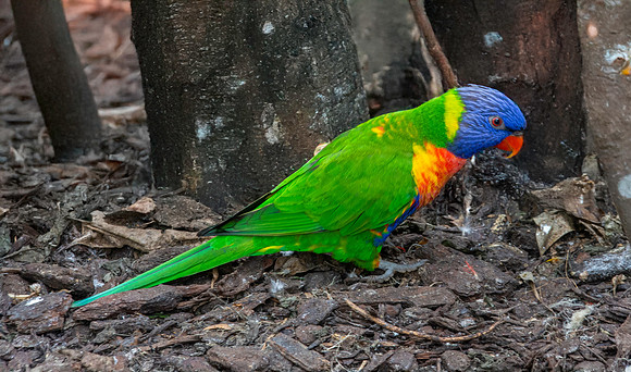 Rainbow / Swainson's lorikeet