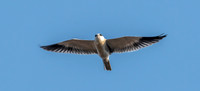 Black winged kite