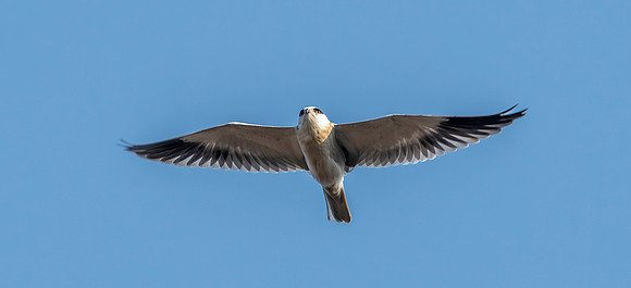 Black winged kite