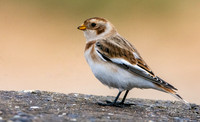 Snow bunting