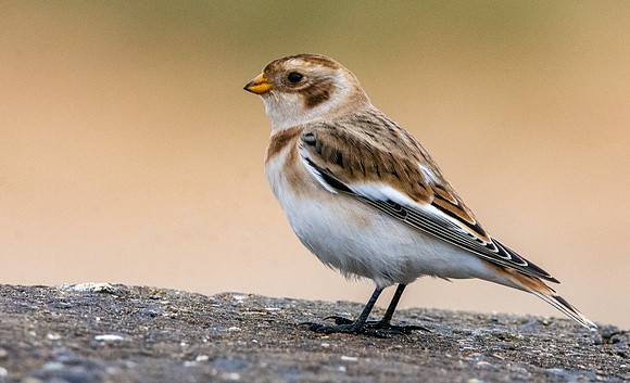 Snow bunting