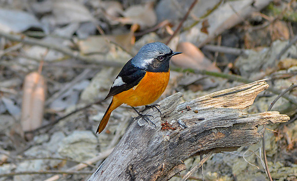 Daurian redstart, male