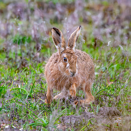 Brown Hare