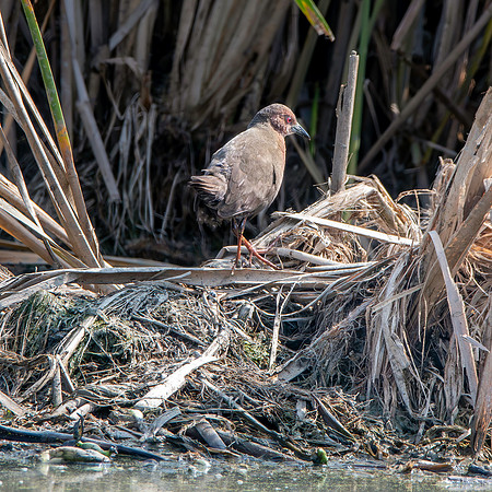 Ruddy breasted crake