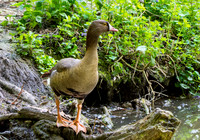 Lesser white fronted goose
