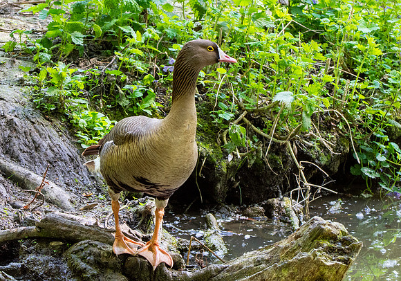 Lesser white fronted goose