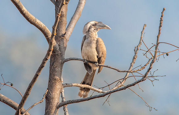 Indian Grey hornbill
