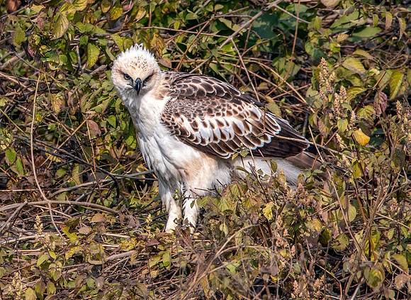 Changeable hawk eagle