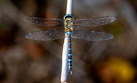Migrant hawker