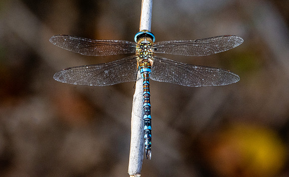 Migrant hawker