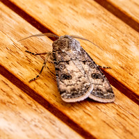 Turnip / common cutworm