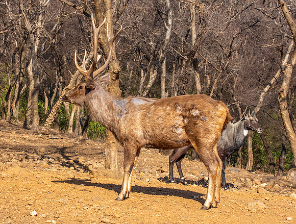 Sambar deer