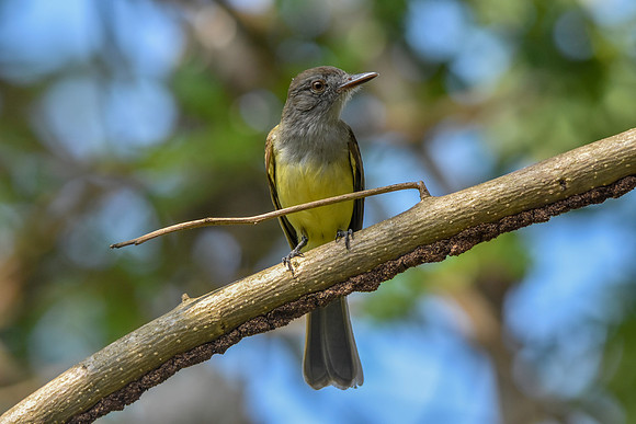 Panama flycatcher