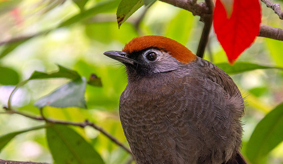 Red tailed laughing thrush