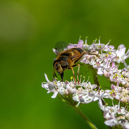 Tapered drone fly