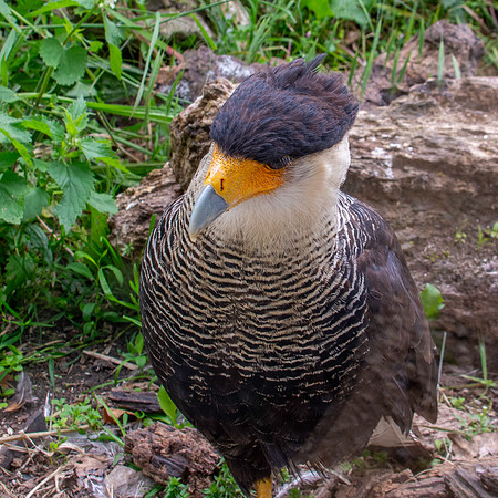 Crested caracara