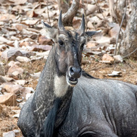 Nilgai / blue bull antelope