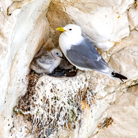 Black legged kittiwake