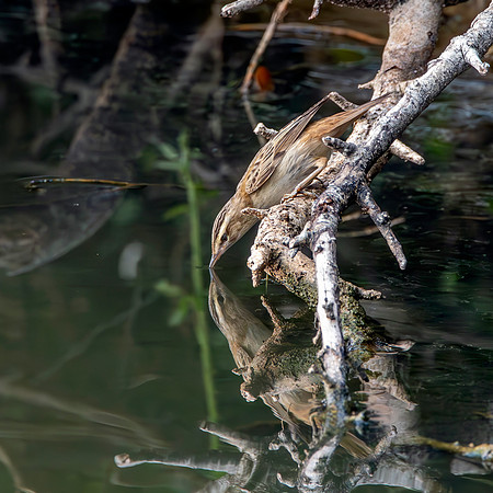 Pallas's grasshopper warbler