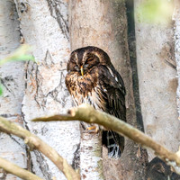 Mottled owl