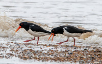 Eurasian / Common Oystercatcher