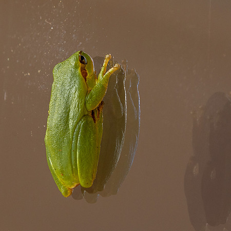 European tree frog