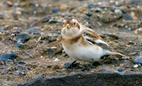 Snow bunting