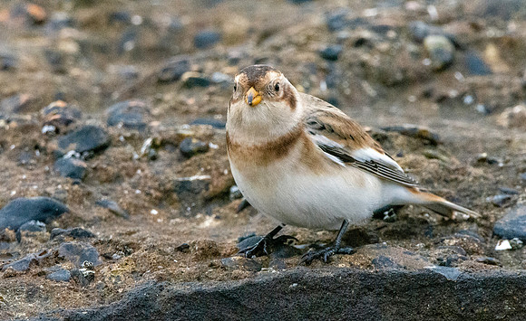 Snow bunting