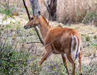 Nilgai / blue bull antelope, female