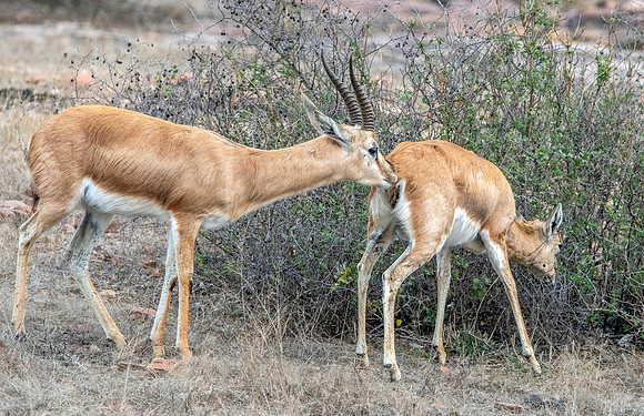 Chinkara / Indian gazelle