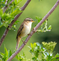 Sedge warbler