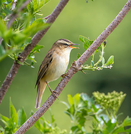 Sedge warbler