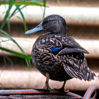 Meller's duck