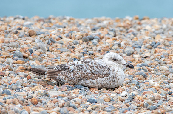Yellow legged gull, immature