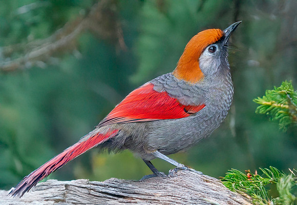 Red tailed laughing thrush