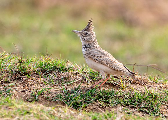 Crested lark