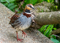 White necklaced partridge