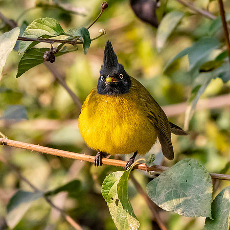 Black crested bulbul