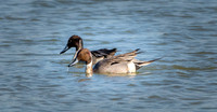 Northern Pintail
