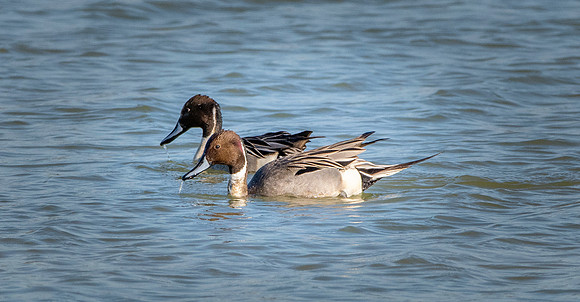 Northern Pintail