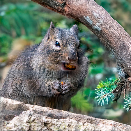 Pere David squirrel