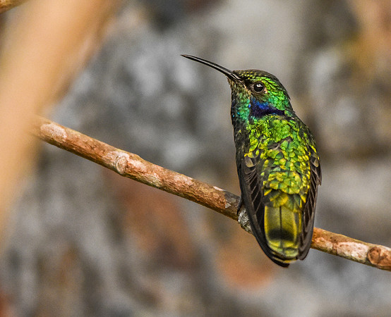 Sparkling violetear hummingbird