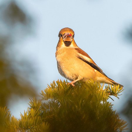 Hawfinch, female