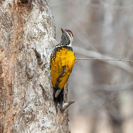 Black rumped flameback woodpecker / lesser golden backed