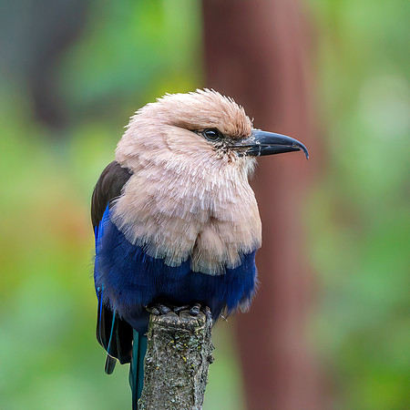 Blue bellied roller