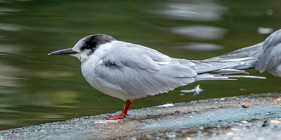 Roseate tern