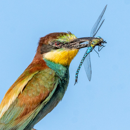 European bee eater