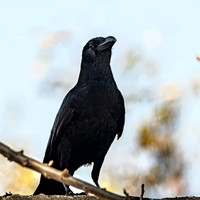 Large billed crow