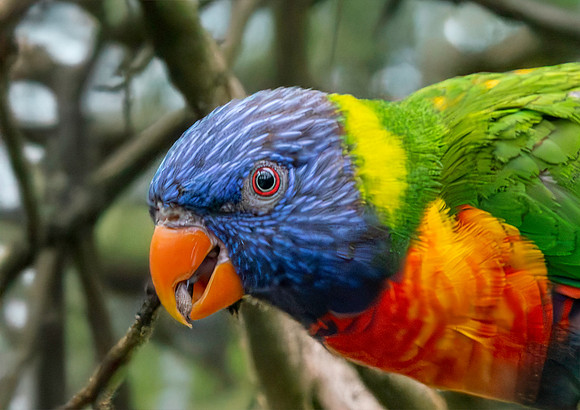 Rainbow / Swainson's lorikeet