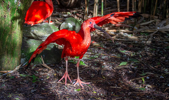 Scarlet ibis